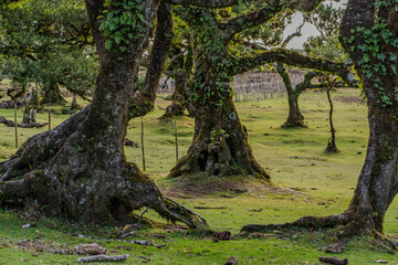 The primeval laurel forest of Laurissilva on the island of Madeira Portugal Gnarled trees scattered across a grassy field. Rolling hills stretch into the distance under a clear blue sky.