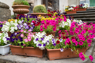Blooming Petunia  Flowers in Pots on a stairs 