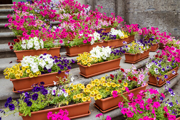 Blooming Petunia  Flowers in Pots on a stairs 