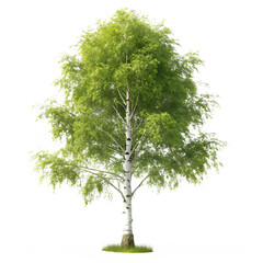 Elegant Birch Tree on Transparent Background - PNG Clipart