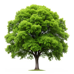 Graceful Elm Tree with Spreading Canopy on Transparent Background - PNG Clipart