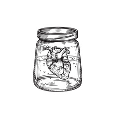 Human heart in glass jar isolated. Hand drawn sketch style drawing. Best for tee print or blackwork tattoo. Vector illustration isolated on white.