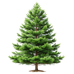 Pine Tree with Dense Green Needles on Transparent Background - PNG Clipart