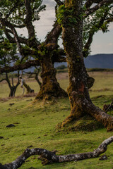 The primeval laurel forest of Laurissilva on the island of Madeira Portugal Gnarled trees scattered across a grassy field. Rolling hills stretch into the distance under a clear blue sky.