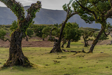 The primeval laurel forest of Laurissilva on the island of Madeira Portugal Gnarled trees scattered across a grassy field. Rolling hills stretch into the distance under a clear blue sky.
