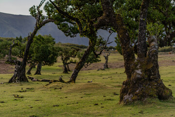 The primeval laurel forest of Laurissilva on the island of Madeira Portugal Gnarled trees scattered across a grassy field. Rolling hills stretch into the distance under a clear blue sky.