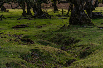 The primeval laurel forest of Laurissilva on the island of Madeira Portugal Gnarled trees scattered across a grassy field. Rolling hills stretch into the distance under a clear blue sky.