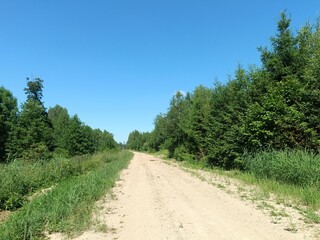 Road in forest in Siauliai county during sunny summer day. Oak and birch tree woodland. Sunny day with white clouds in blue sky. Bushes are growing in woods. Sandy road. Nature. Summer season. Miskas.