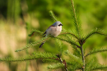 oiseau pie grièche nature sapin