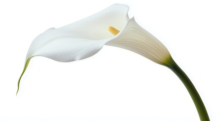 one single calla lily flower on white background