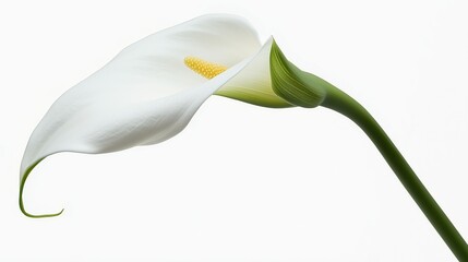 one single calla lily flower on white background