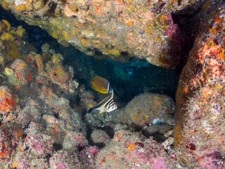 美しいミギマキ（タカノハダイ科）、チョウチョウウオ（チョウチョウウオ科）他。
英名、学名：Redlip Morwong, Cheilodactylus
Oriental ButterflyFish, Chaetodon aurites
静岡県伊豆半島南伊豆町中木ヒリゾ浜-2024年
