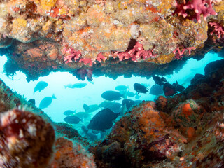 水中洞窟の
美しいニザダイ（ニザダイ科）、ホウライヒメジ（ヒメジ科）、メジナ（イスズミ科）他の群れ。
英名、学名：Sawtail (Prionurus scalprum)
Whitesaddle goatfish (Parupeneus ciliatus) 
Largescale Blackfish, Girella punctata,.
静岡県伊豆半島南伊豆町中木ヒリゾ浜-2024年

