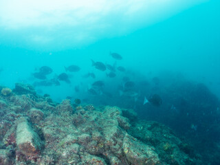 美しいニザダイ（ニザダイ科）、ホウライヒメジ（ヒメジ科）、メジナ（イスズミ科）他の群れ。
英名、学名：Sawtail (Prionurus scalprum)
Whitesaddle goatfish (Parupeneus ciliatus) 
Largescale Blackfish, Girella punctata,.
静岡県伊豆半島南伊豆町中木ヒリゾ浜-2024年

