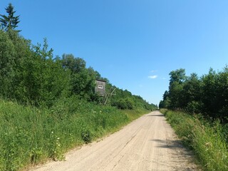 Road in forest in Siauliai county during sunny summer day. Oak and birch tree woodland. Sunny day with white clouds in blue sky. Bushes are growing in woods. Sandy road. Nature. Summer season. Miskas.