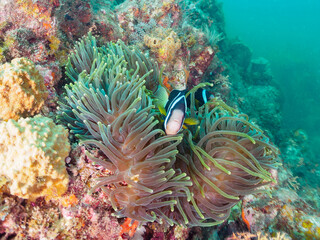 美しいイソギンチャク畑の可愛いクマノミ（クマノミ亜科）のペア他。
英名、学名：Yellowtail clownfish (Amphiprion clarkii)
静岡県伊豆半島賀茂郡南伊豆町中木ヒリゾ浜-2024年
