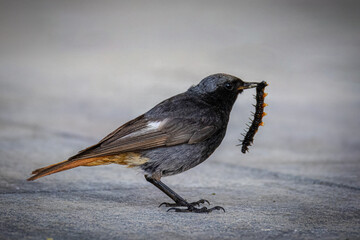 Close-up a male Black redstart stands on the grey asphalt and holds a black caterpillar in its beak perpendicular to the camera lens. 