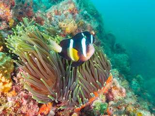 美しいイソギンチャク畑の可愛いクマノミ（クマノミ亜科）のペア他。
英名、学名：Yellowtail clownfish (Amphiprion clarkii)
静岡県伊豆半島賀茂郡南伊豆町中木ヒリゾ浜-2024年
