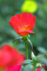 咲き誇るマツバボタン