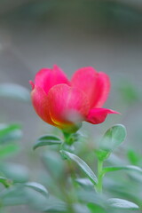 メルヘンチックなマツバボタン