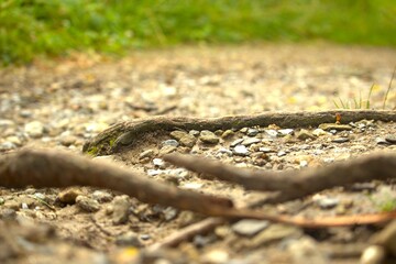 natur, wild, gras, Wurzel , weg, Pfad