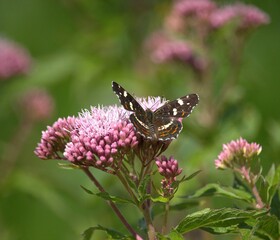 falter, insecta, blume, natur, makro, wild lebende tiere, Schmetterling