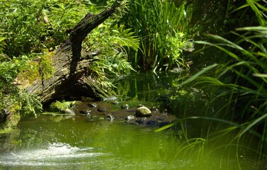 wasser, fluss, wald, natur, baum, green, bach, landschaft, sommer, schön, dschungel, regenwald