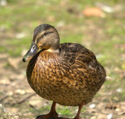 ente, Bird, Stockente, Tier, Natur, wild lebende Tiere, braun, Wasservögel