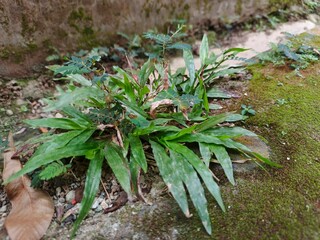broad-leaved dock, bluntleaf dock, dock leaf, dockens or butter dock, is a perennial plant in the family Polygonaceae.
