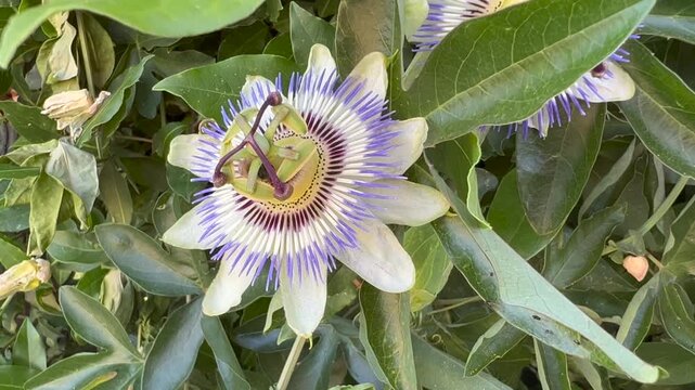 beautiful passionflower flower in green hedge. 
