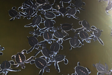 Many baby turtles in protecting area. Care of marine life. Small animals in Sri Lanka.