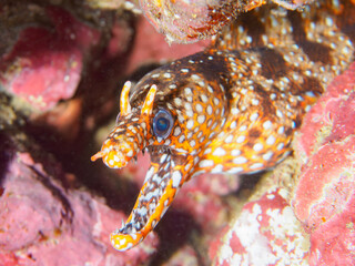 水中洞窟にいる、大きく美しいトラウツボ（ウツボ科）。
英名、学名：Dragon Moray (Enchelycore pardalis)
静岡県伊豆半島賀茂郡南伊豆町中木ヒリゾ浜-2024年
