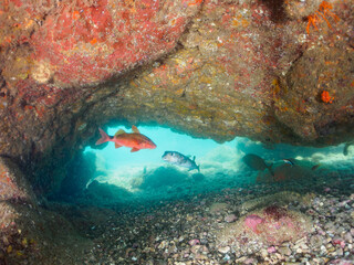水中洞窟にいる、美しいホウライヒメジ（ヒメジ科）、イシガキフグ（ハリセンボン科）、イスズミ（イスズミ科）他。
英名、学名：Whitesaddle goatfish, Parupeneus ciliatus, 
Pacific Burrfish, Chilomycterus reticulatus,
Brassy Chub, Kyphosus vaigiensis,
南伊豆町中木ヒリゾ浜2024