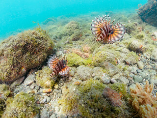広げた羽根が美しいキリンミノ（フサカサゴ科）の幼魚のペア。
英名、学名：Zebra turkeyfish (Dendrochirus zebra) 

静岡県伊豆半島賀茂郡南伊豆町中木ヒリゾ浜-2024年
