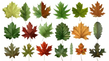 Fototapeta premium A variety of leaf shapes. Oak maple, and other deciduous tree leaves