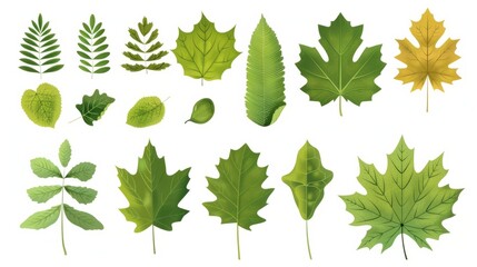 A variety of leaf shapes. Oak maple, and other deciduous tree leaves