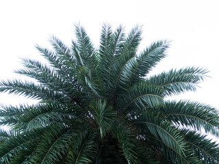 Palm leaf on white background green leaves tree summer tropical nature in park forest, branch coconut growht natural backdrop