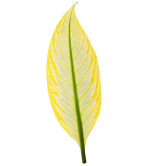 Obraz premium Sunflower vibrant yellow petals surrounding dark brown center seeds visible Helianthus annuus. Flowers isolated on transparent background