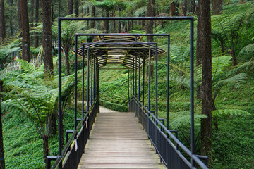 Fototapeta premium The beauty of Limpakuwus pine forest in Purwokerto City, Central Java, Indonesia. It was taken on August 2, 2023 by a professional. It's a wood with a nice view