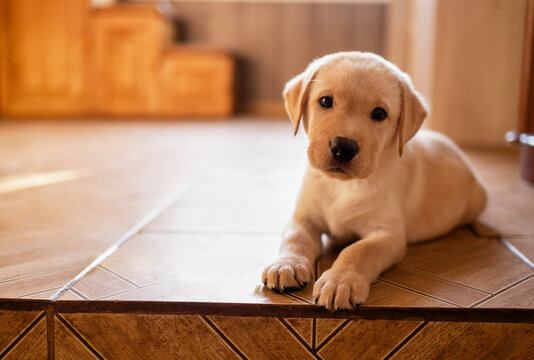 Close-up of a cute puppy on the floor of the house. A cute golden retriever dog in the room