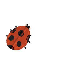 Cute ladybug 