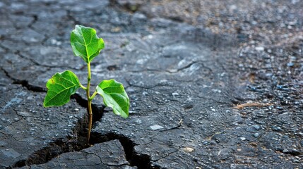 A small green plant is growing out of a crack in the pavement