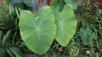 The Large Green Leaves of the Tropical Plant, Caladium, are commonly called Daun Talas (Colocasia...