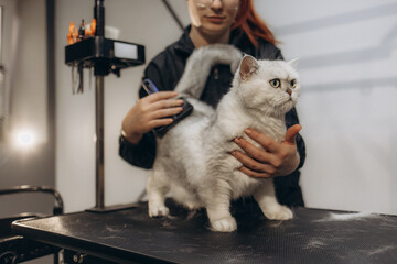 Cute fluffy white Persian cat lying comfortably on pet grooming table while getting a new haircut with scissor and comb by Asian professional pet groomer in pet grooming apron at a pet grooming salon.