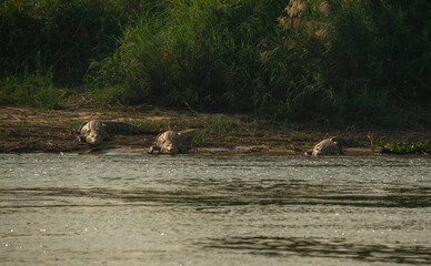 Three African crocodiles on the banks of Lake Cahora Bassa, Mozambique
