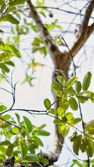 A tree with green leaves and a bird sitting on a branch