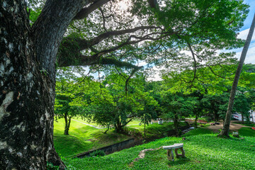 chairs empty in forest trees and green nature with in nature forest Mountain views spring with air...