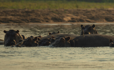 Pod of hippo with bird of one's back bathing in the Zambezi, Mozambique. 