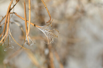 Great hairy willowherb seeds