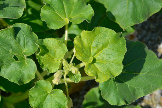 Common devils claw leaves and flower buds